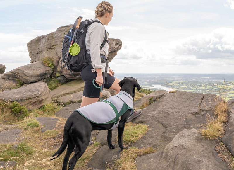 Greyhound on sale cooling vest