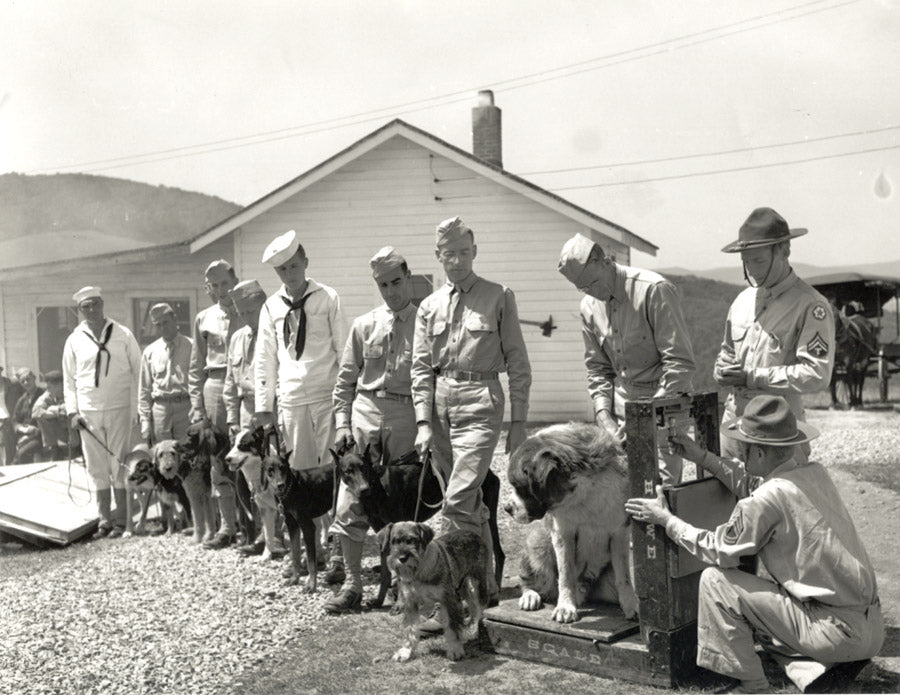 Hero Hounds of War Remembered