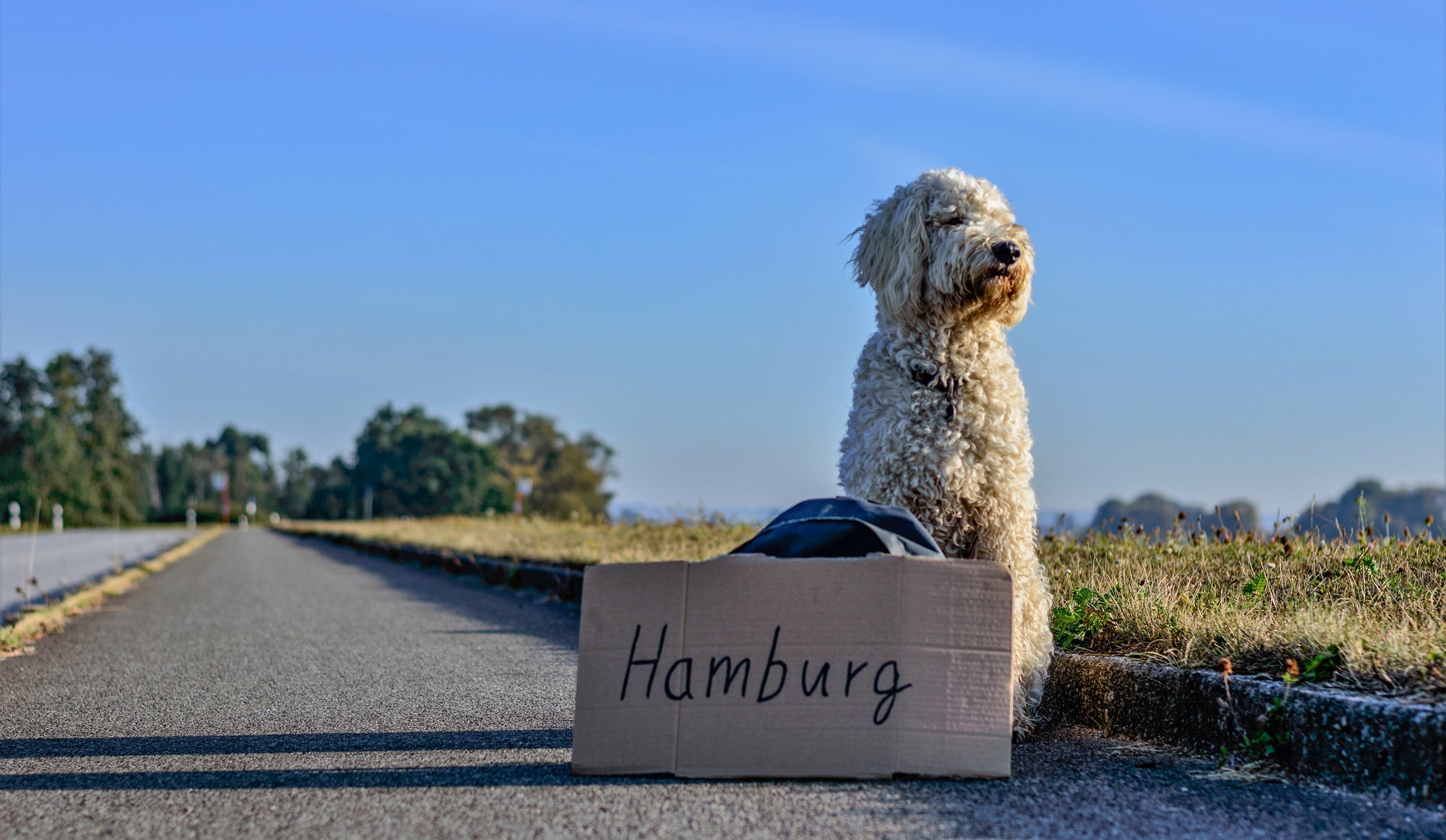 Have dog, will travel.