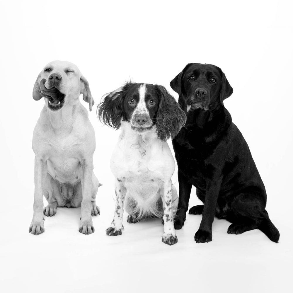 The Office Dogs Part 2: Nicole's Troublesome Trio
