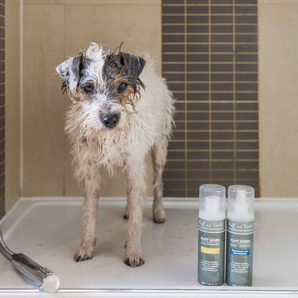 Bathing dogs in Winter - our foolproof guide!