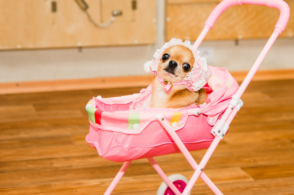 Humanising Dogs: Is it me or is it getting out of hand?