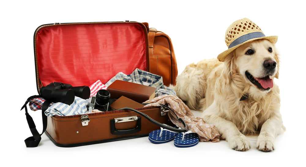 July: Happy Holidays with Dogs