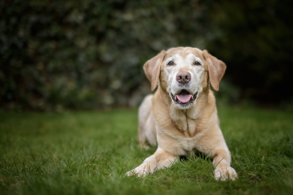 All About Arthritis in Dogs.