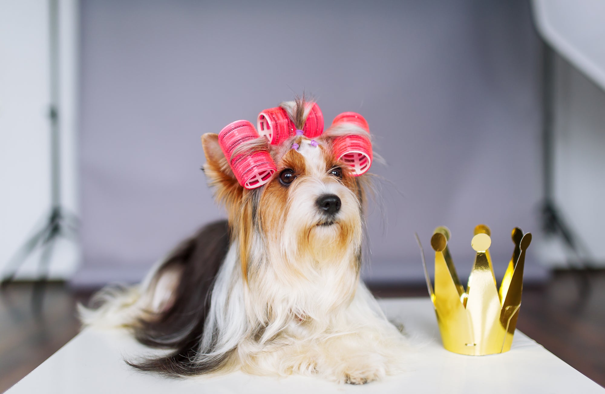 Dog Hair Curlers