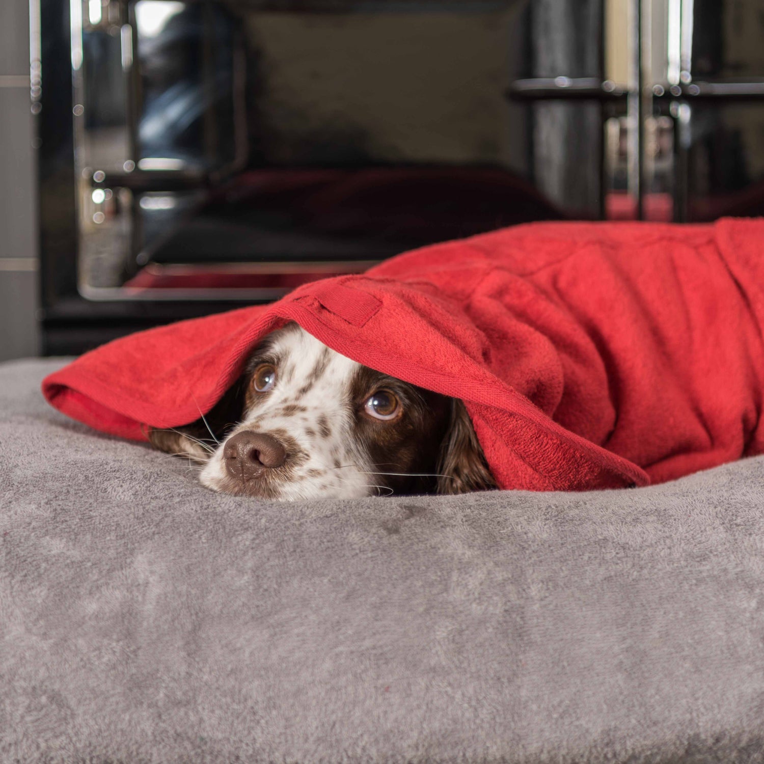 Fireworks: How you can help your dog