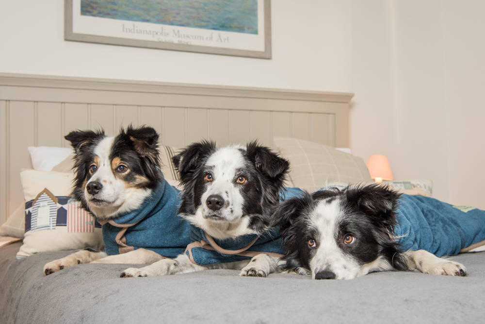 Top Travel Tips for Dog Lovers