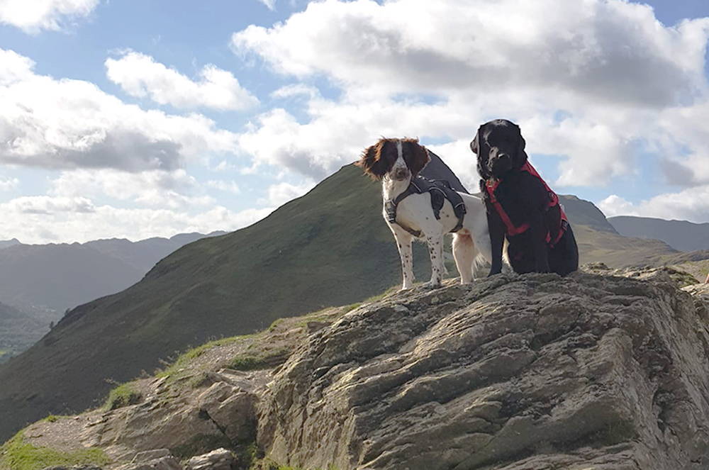 How to find the best dog walks!