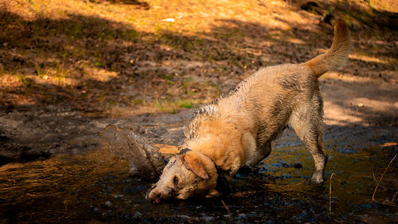 Walking wet and muddy dogs - what you need to wear!