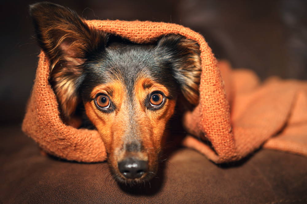 Common Dog fears and what to do about them