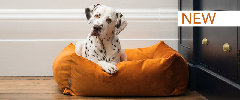 Dog Beds