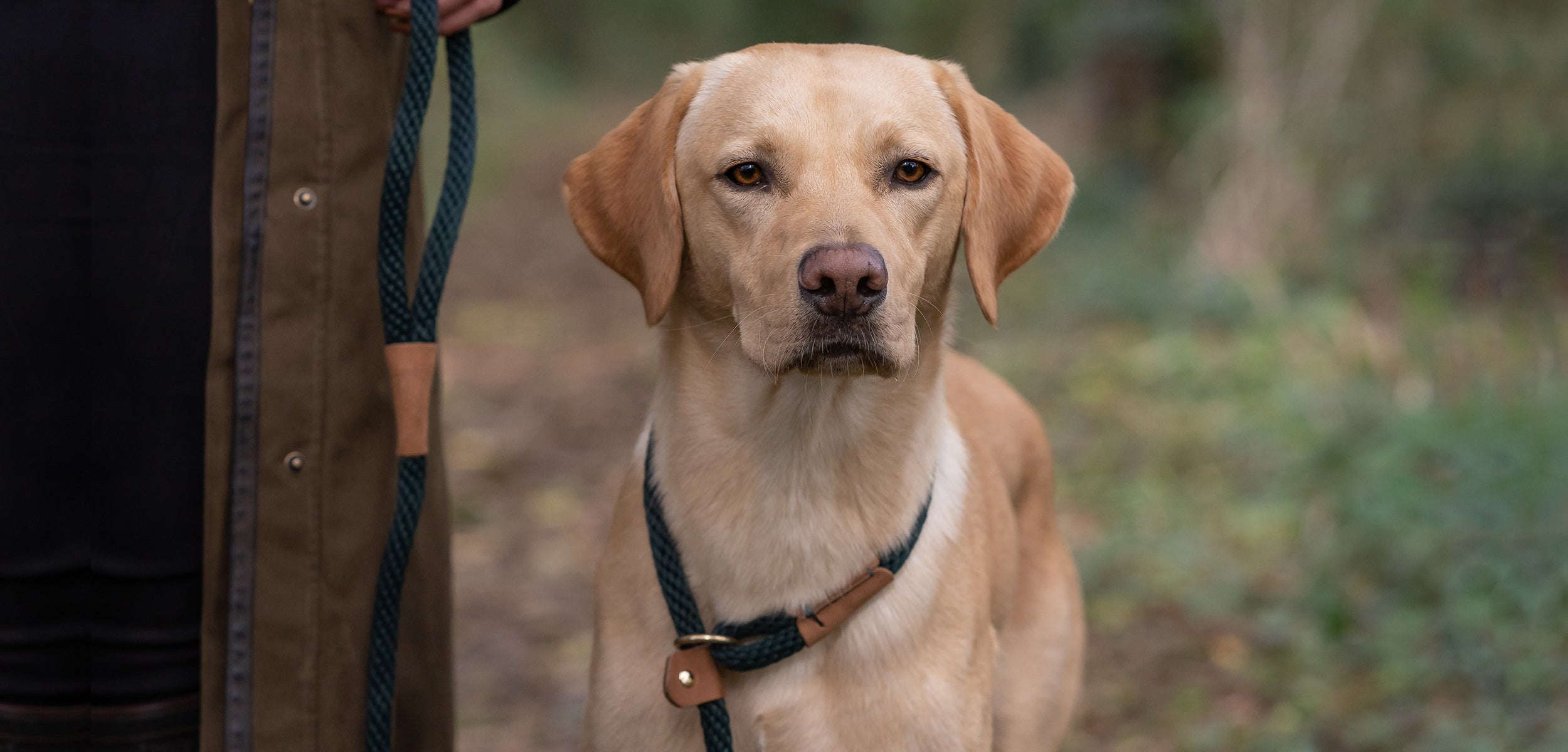 Dog Leads