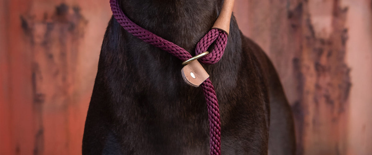 Collars & Leads