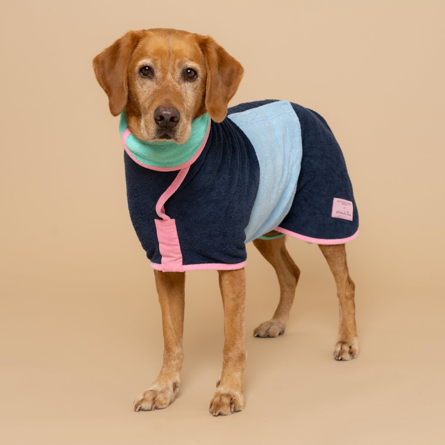 Dog wearing a colorful drying coat on a beige background