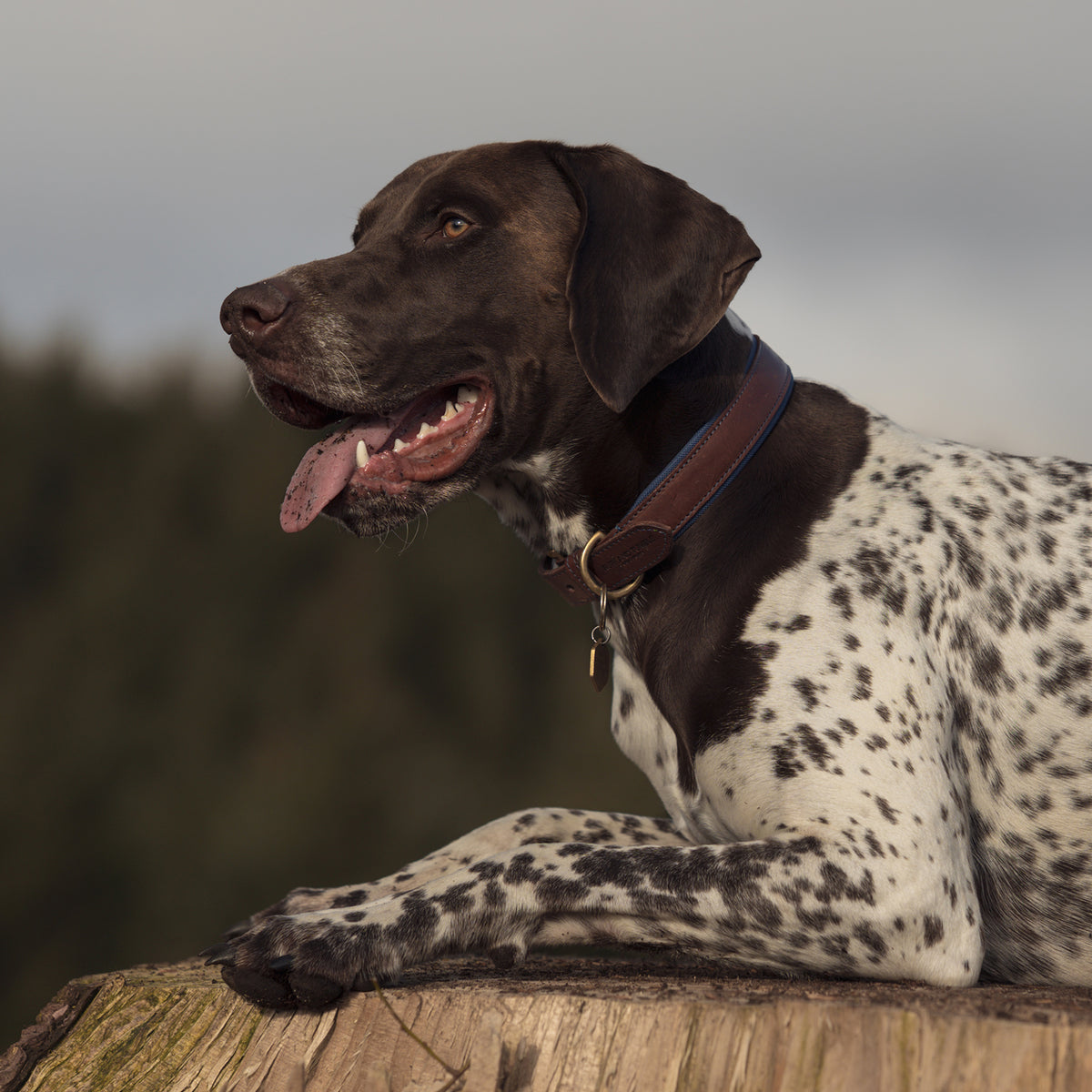 Morston Padded Leather Collar - Navy