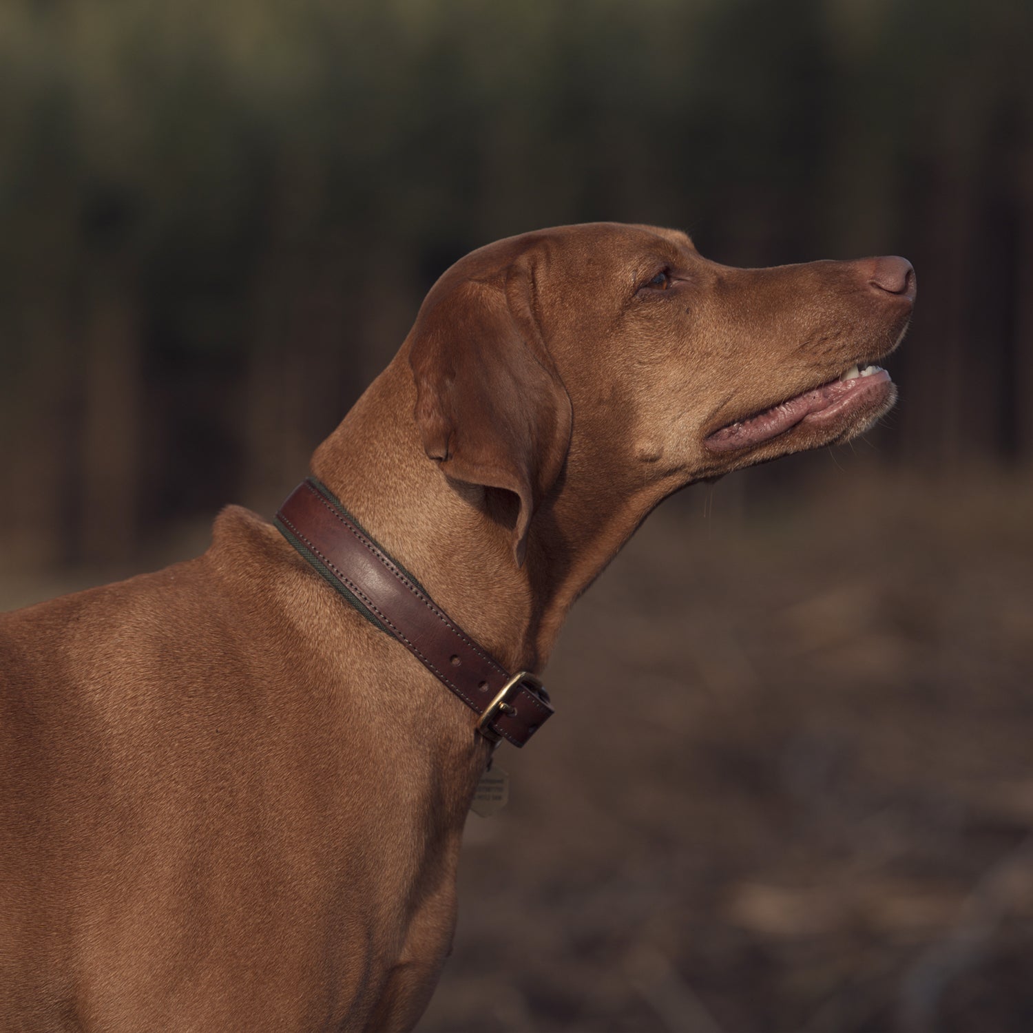 Morston Padded Leather Collar - Olive