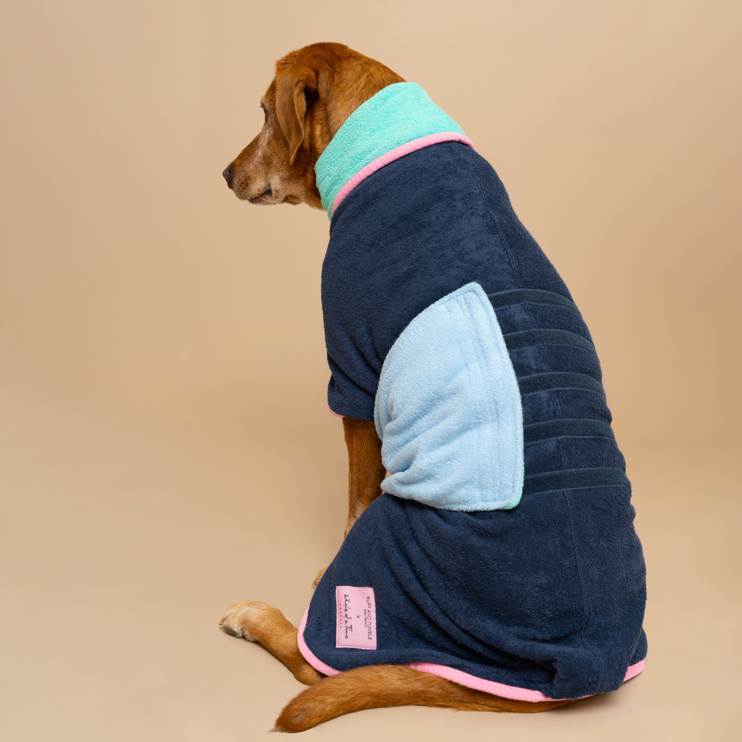 Dog wearing a colorful drying coat on a beige background