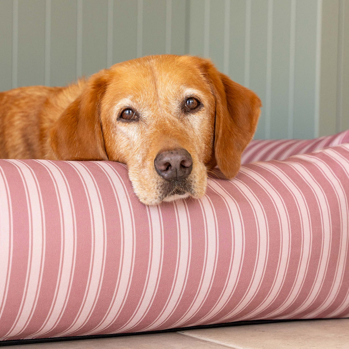 Burnham Bolster Striped Dog Bed - Dusky Rose & Ivory - Ruff and Tumble