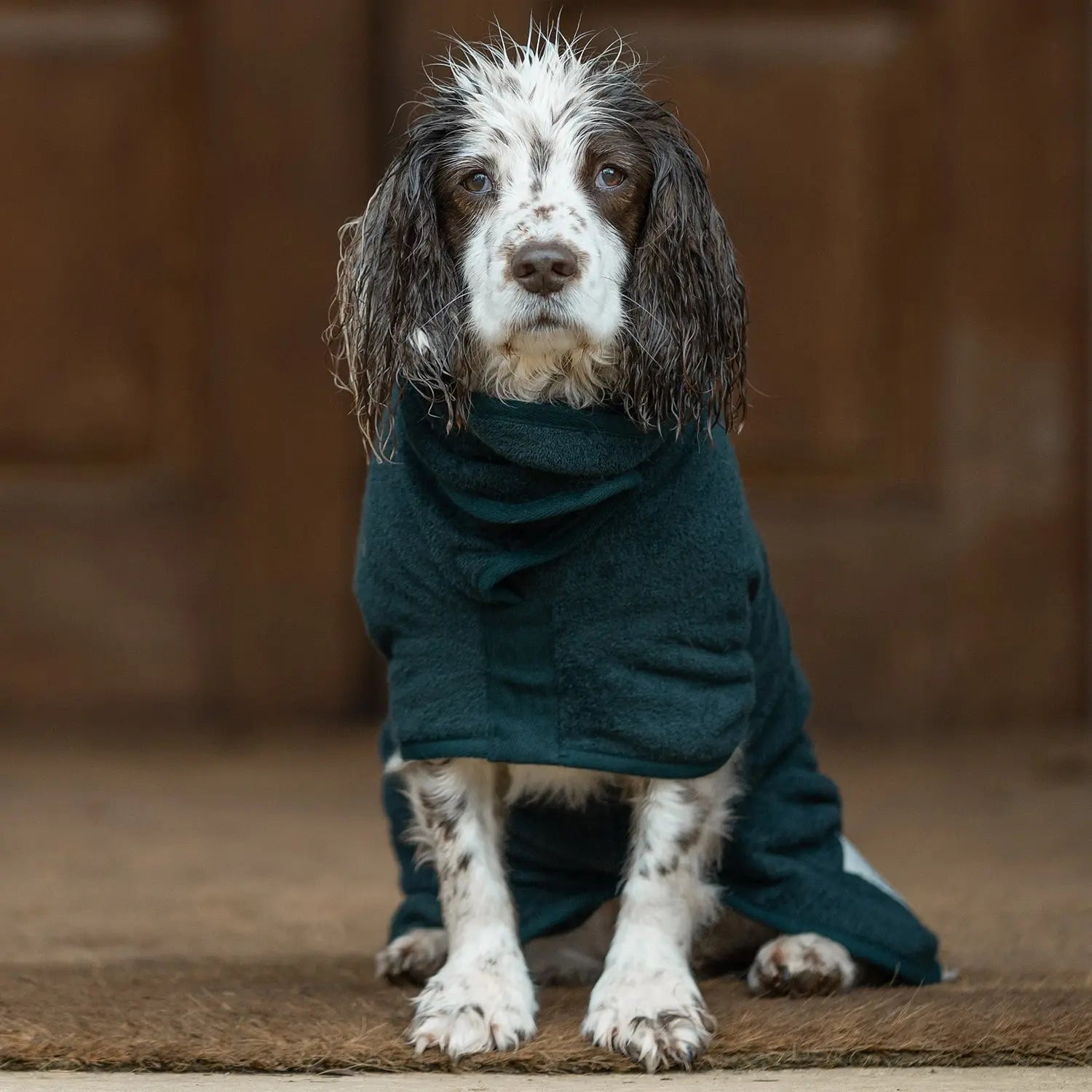 dog drying coats for spaniels