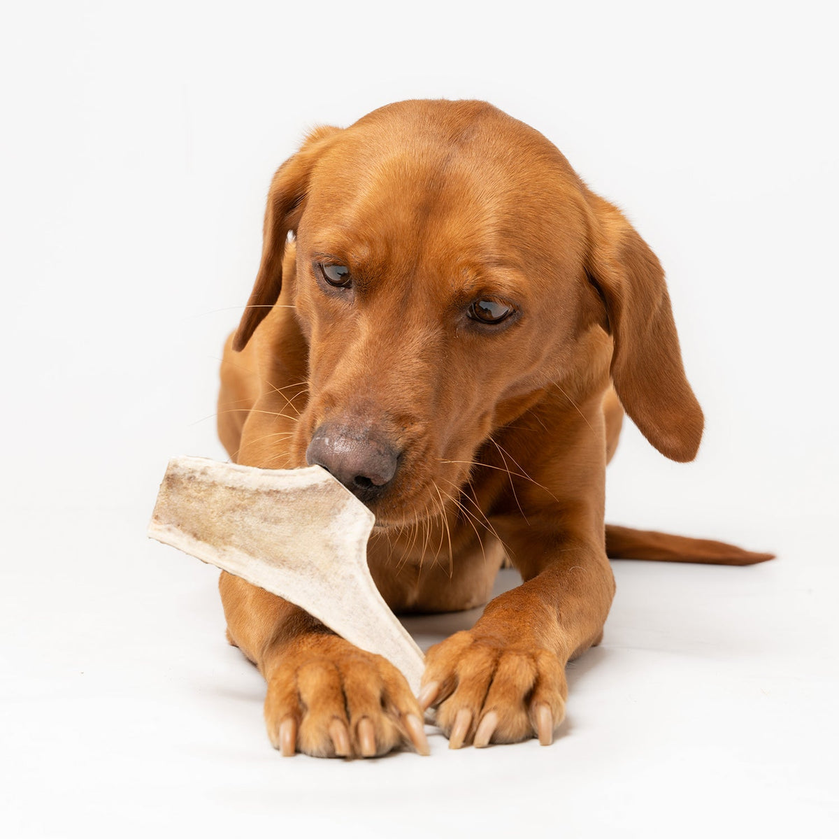 Deer Antler Chews Ruff and Tumble