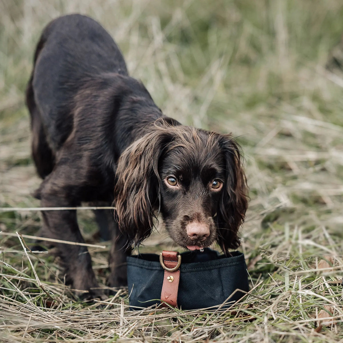 Foldable Travel Bowl - Black - Ruff and Tumble