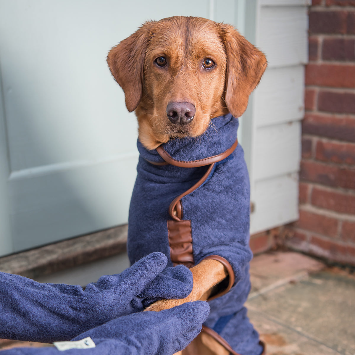 Dog Drying Mitts - French Navy