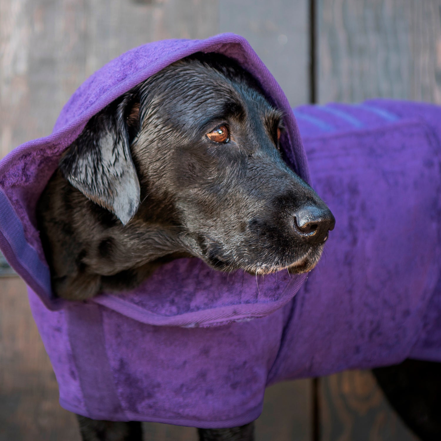 Classic Dog Drying Coat - Heather