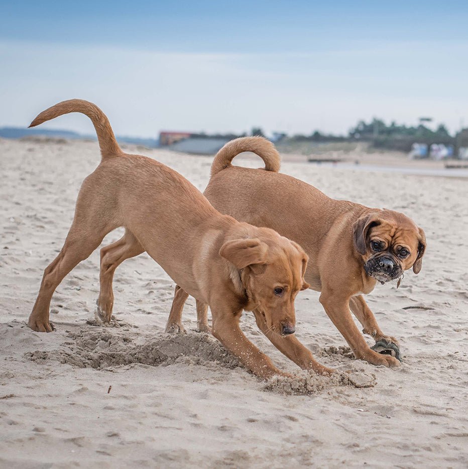 10 Dog friendly destinations for sandy adventures - Ruff and Tumble