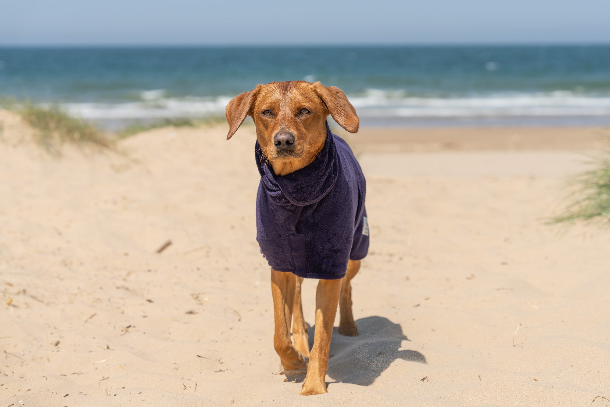 10 Walks With Swimming Opportunities - Ruff and Tumble