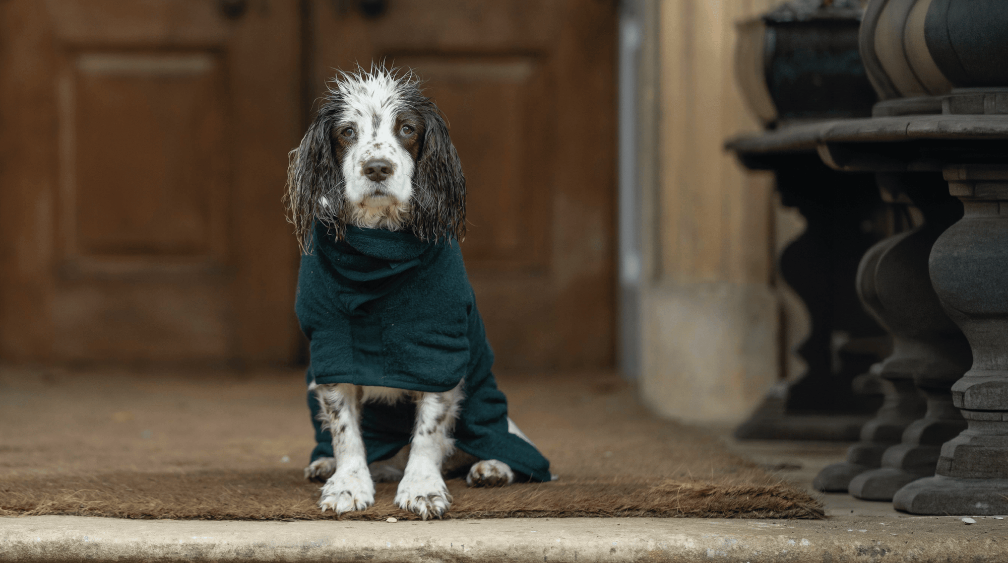 15 Years of Lulu & a Whole New Look! - Ruff and Tumble