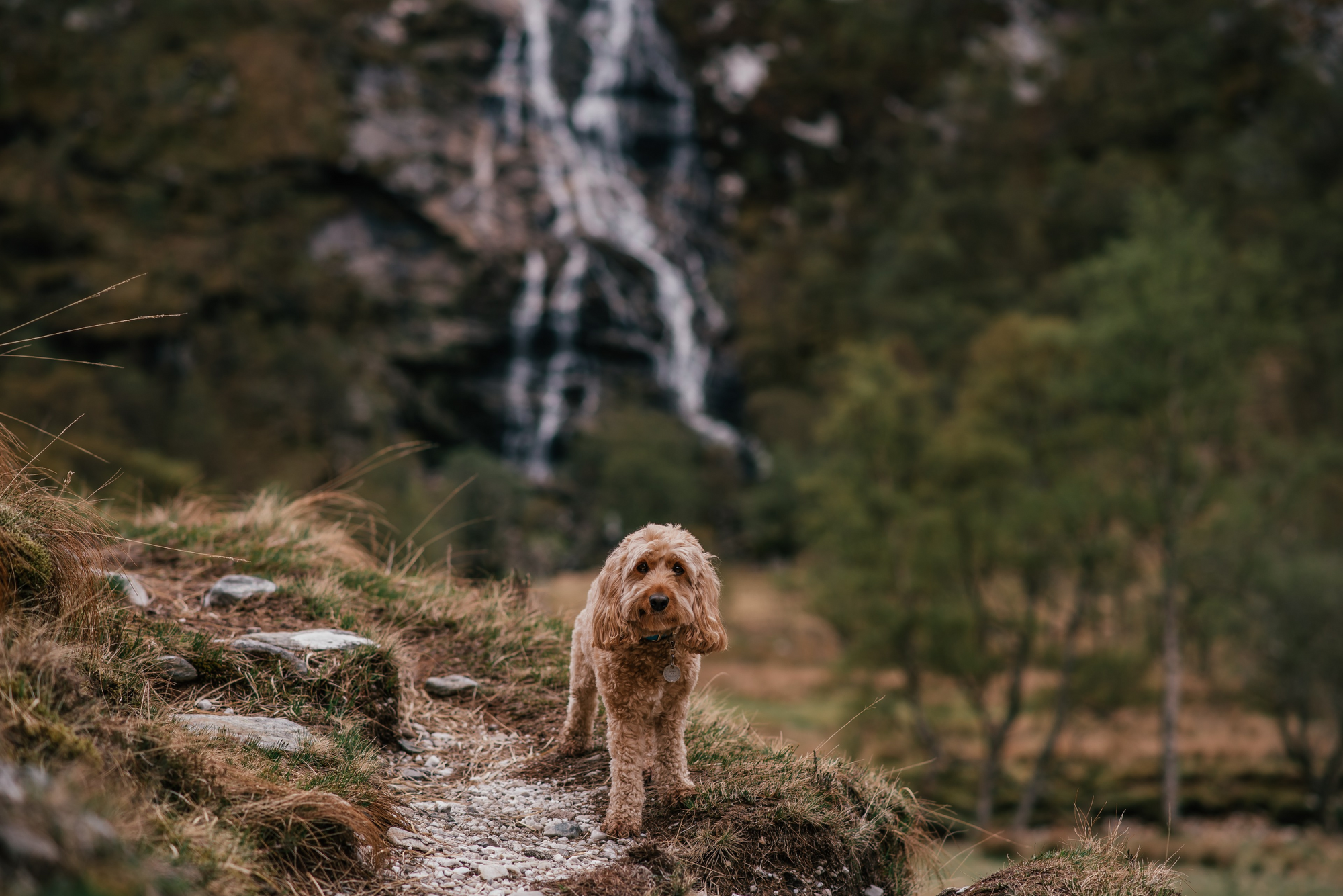 Dog Walking Month with Dog Friendly Destinations