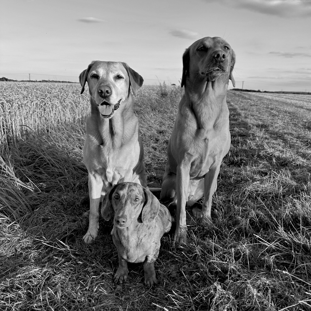 The Office Dogs Part 4: Olivia's Boo, Pippa & Moose