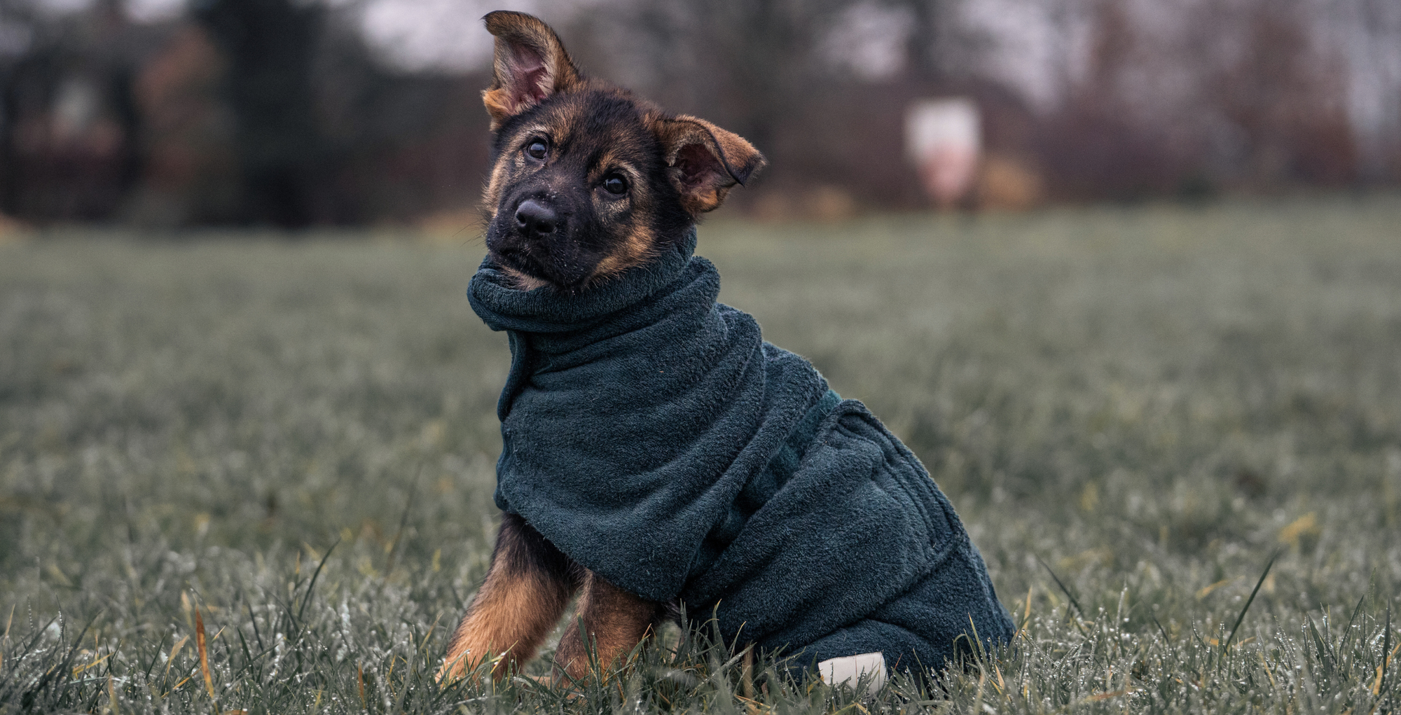 Socialising Your Puppy