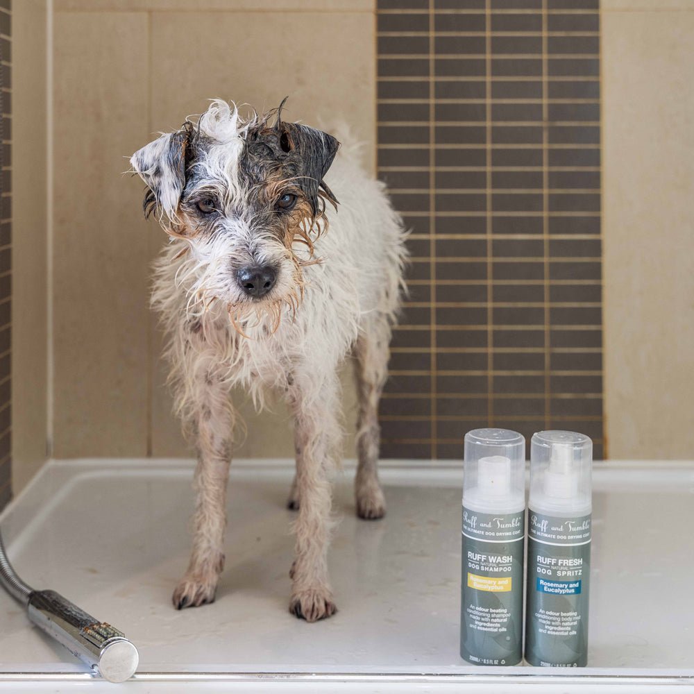 Bathing dogs in Winter - our foolproof guide! - Ruff and Tumble