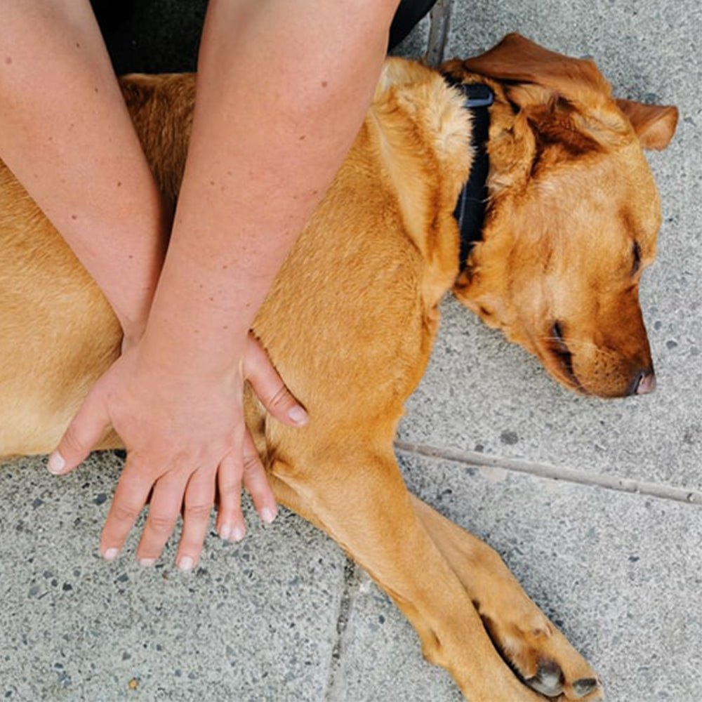 Canine Emergency First Aid - Ruff and Tumble