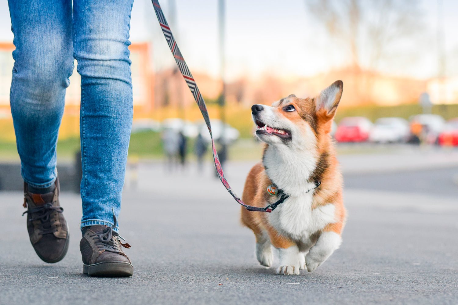 Dog Walking Essentials - Ruff and Tumble