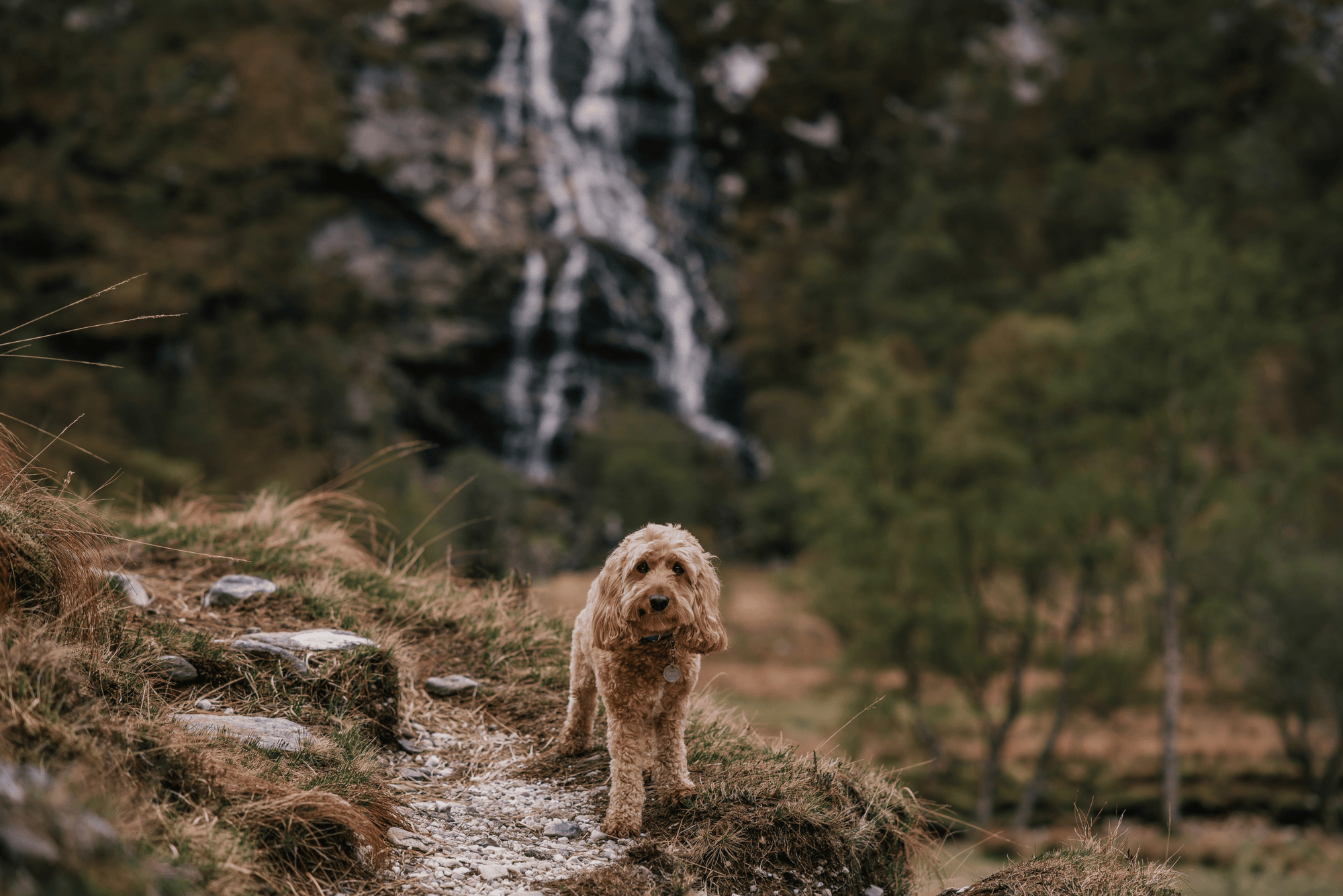 Dog Walking Month with Dog Friendly Destinations - Ruff and Tumble