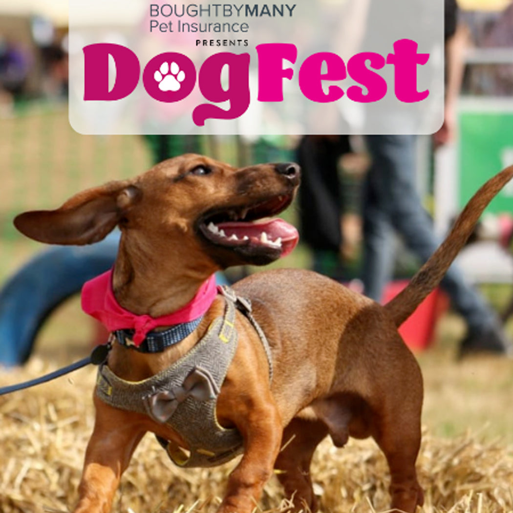 DogFest Hertfordshire
