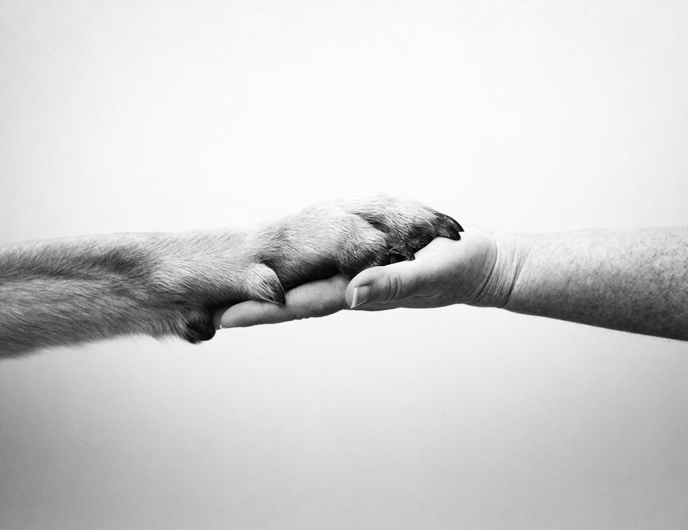 For the love of dogs - Let’s Unite! - Ruff and Tumble