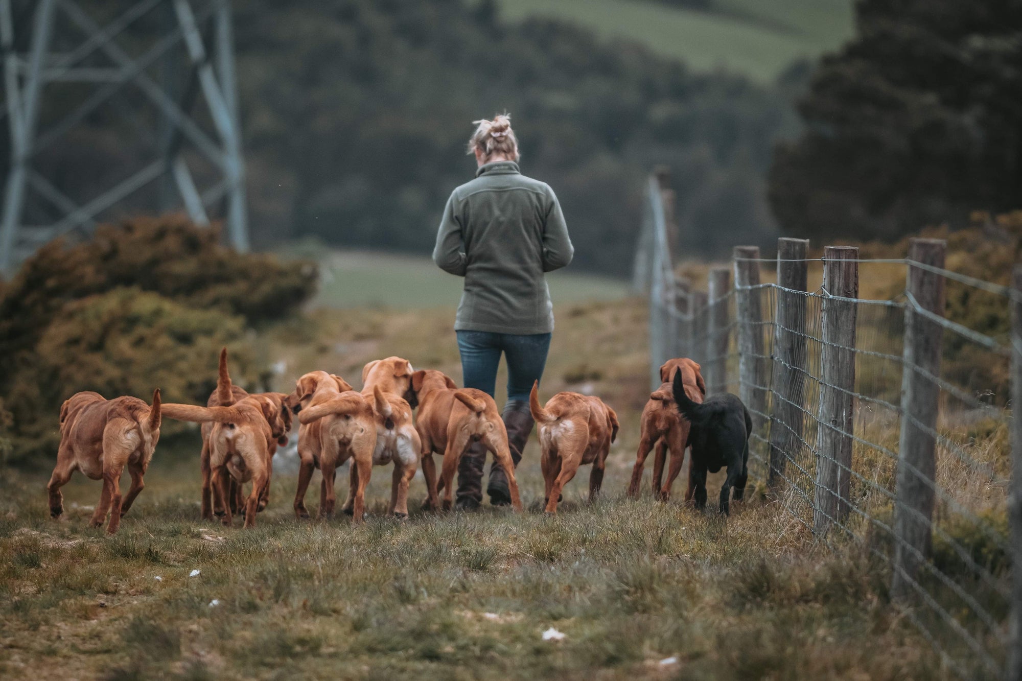 How To Genetically Fulfil Your Pet Dog - Ruff and Tumble