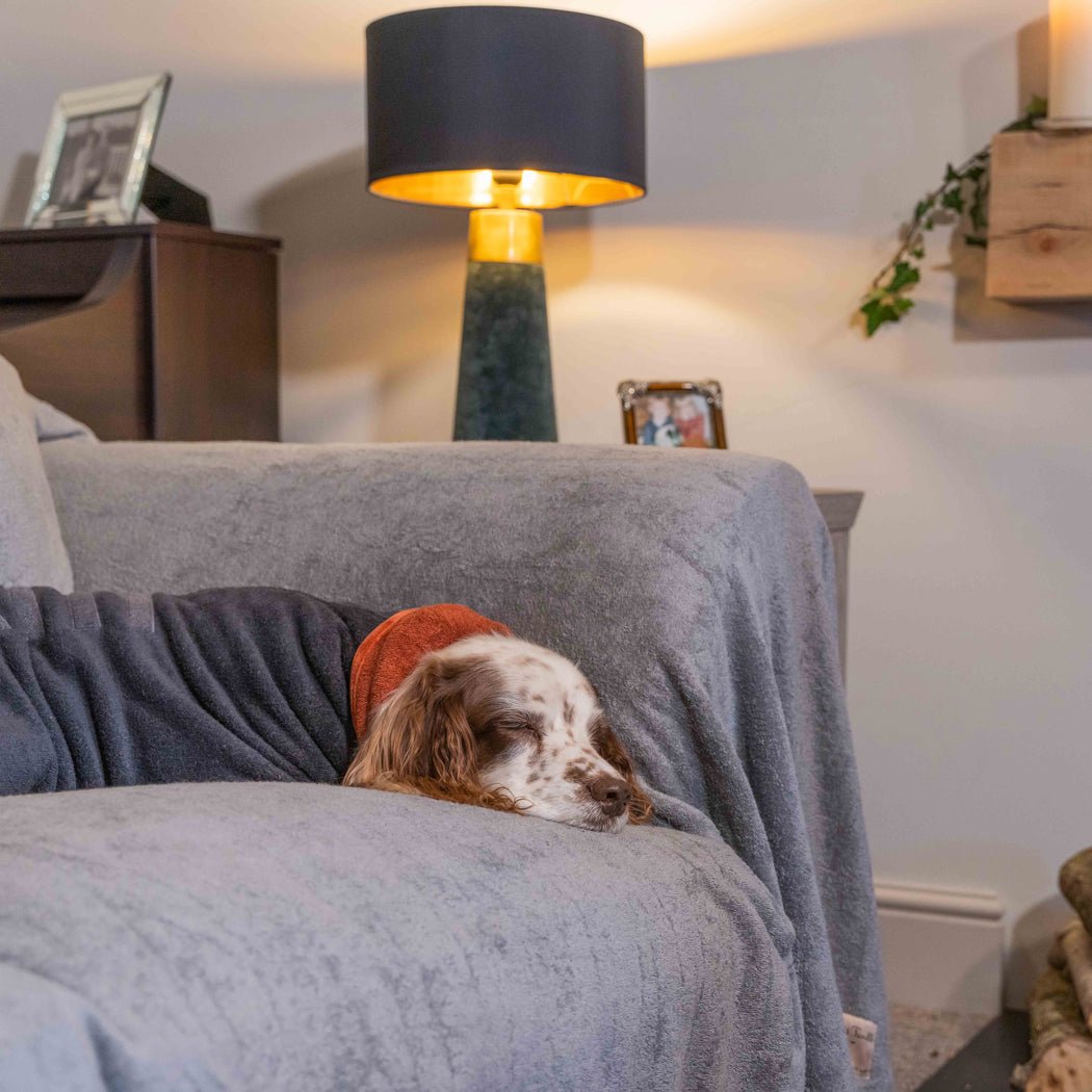 How to keep the dog safe and sane at Christmas - Ruff and Tumble