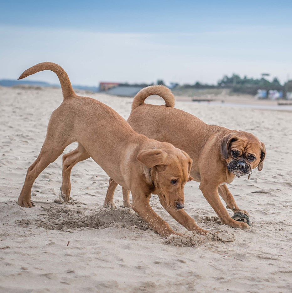 10 Dog friendly destinations for sandy adventures