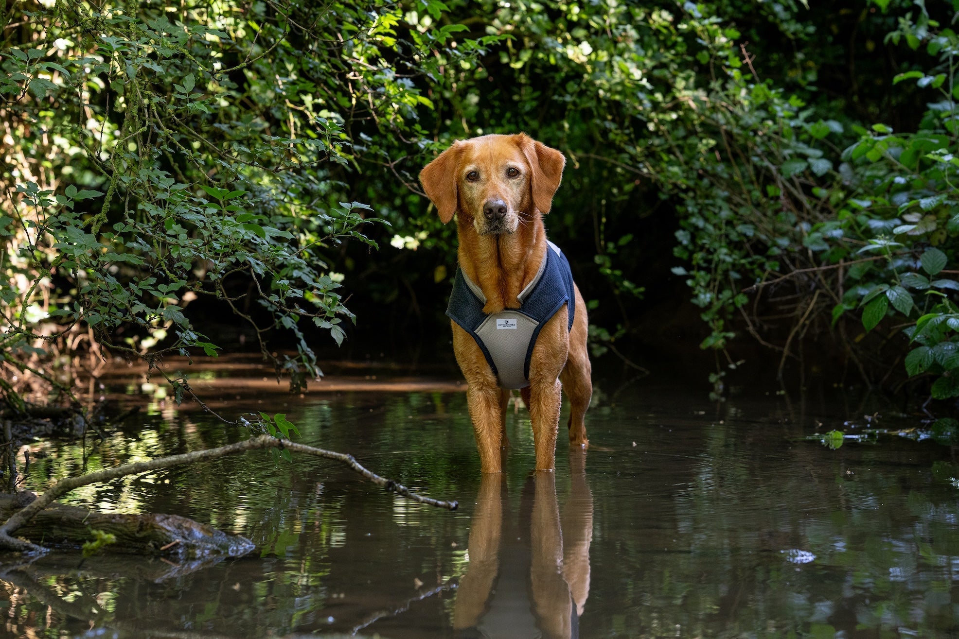 Keeping your dog safe in summer - Ruff and Tumble