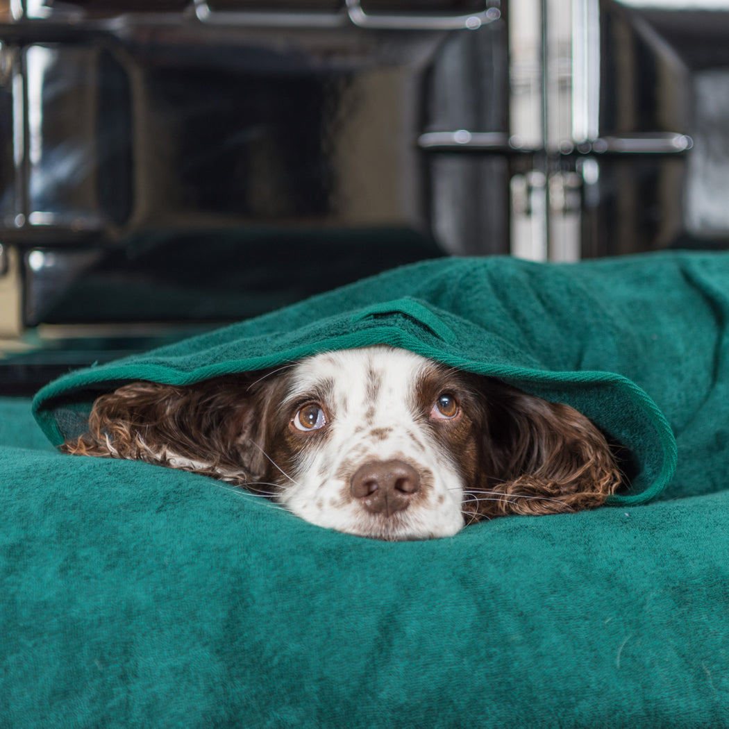 Fireworks and Frightened Dogs – Ideas to help you help them.
