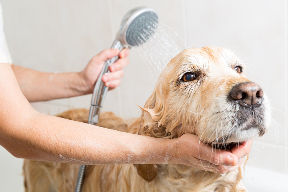 Dog Bathing at Home - Tips and Tricks