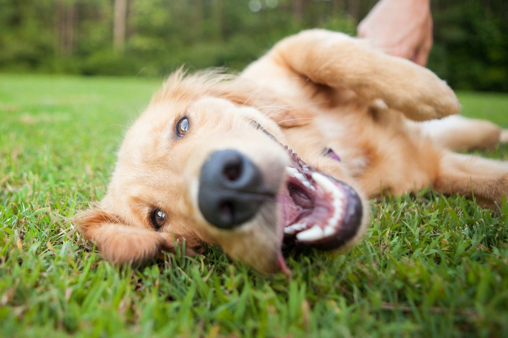 Simple Ways to Keep Your Dog Happy - Ruff and Tumble