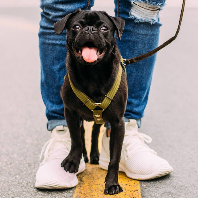 Six Fun Games That Dogs Are Smarter Than Humans At - Ruff and Tumble