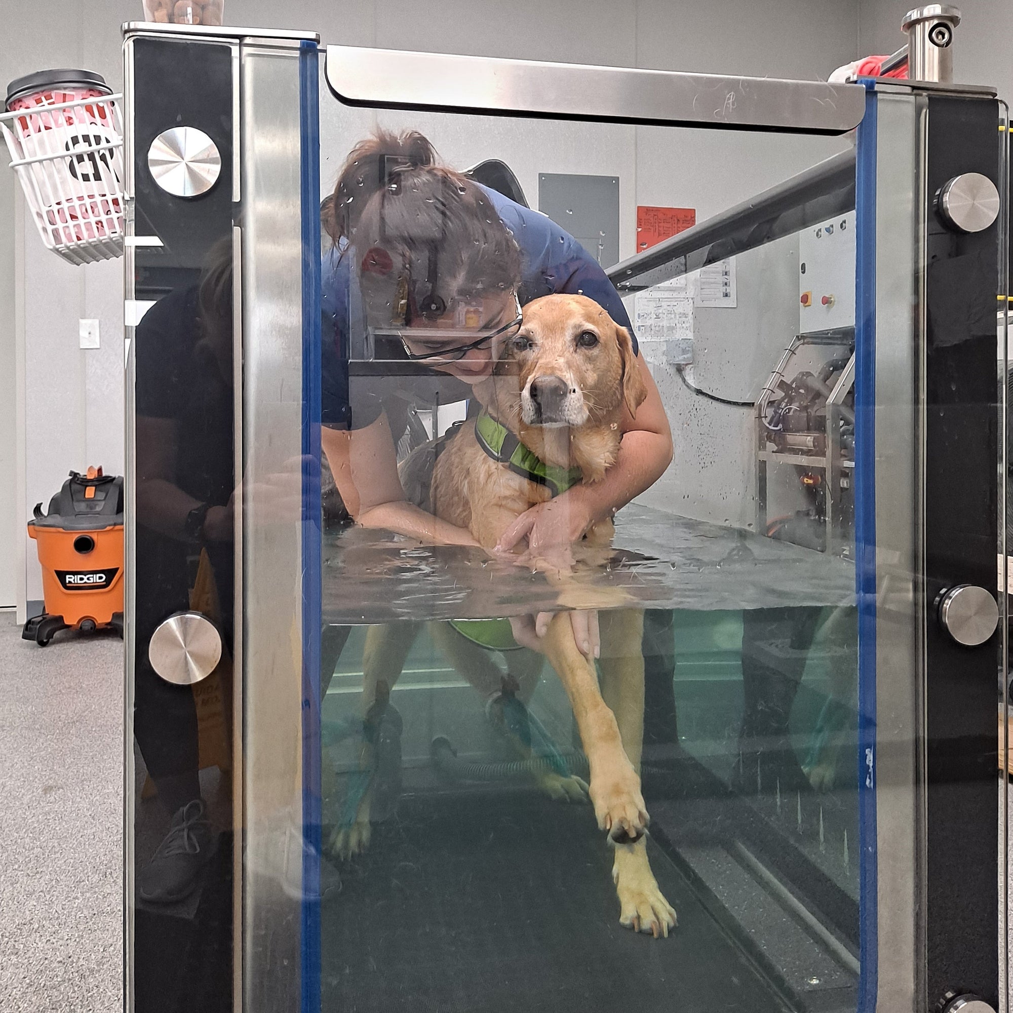 The Benefits of Hydrotherapy - Ruff and Tumble