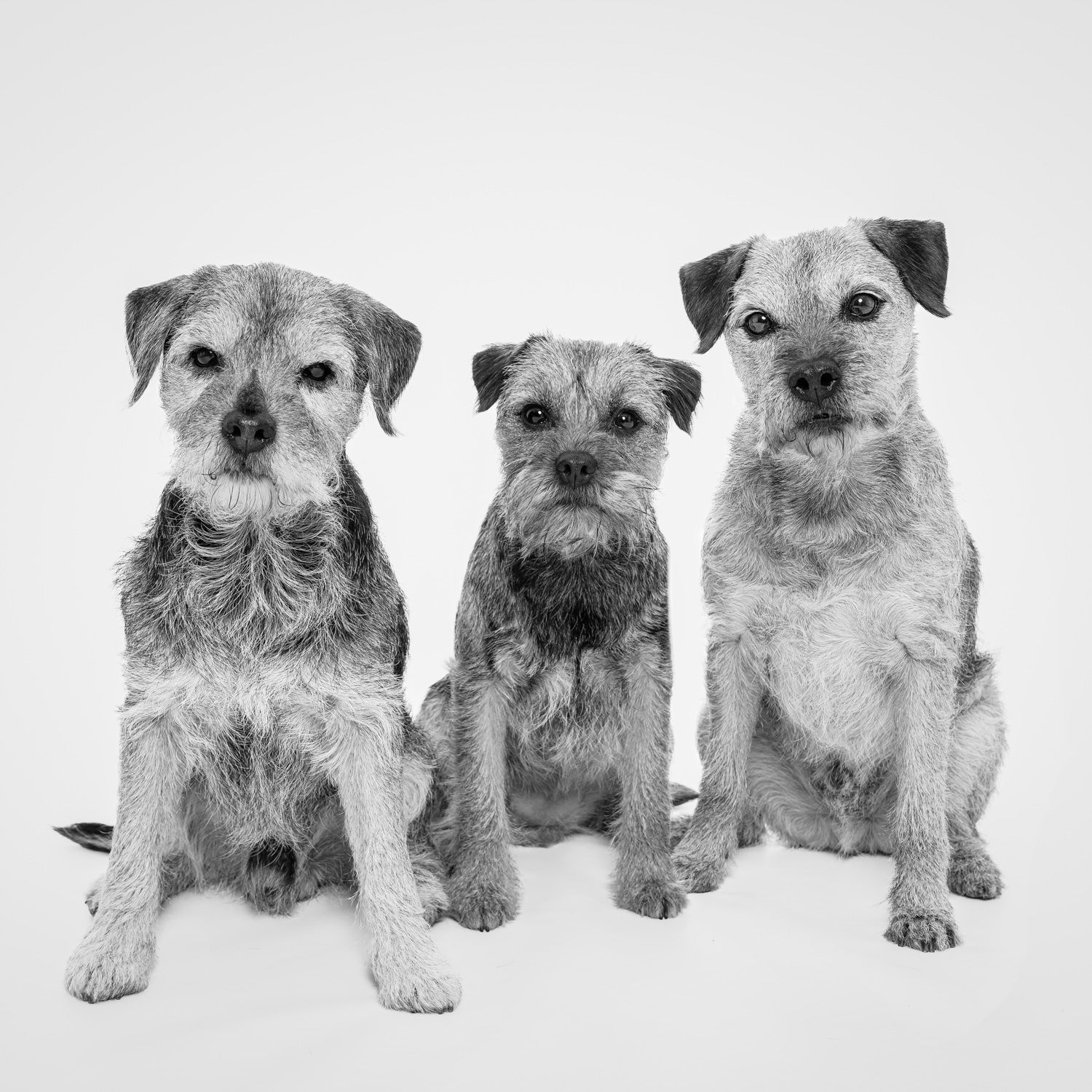 The Office Dogs Part 1: Mikey's Terriers - Ruff and Tumble