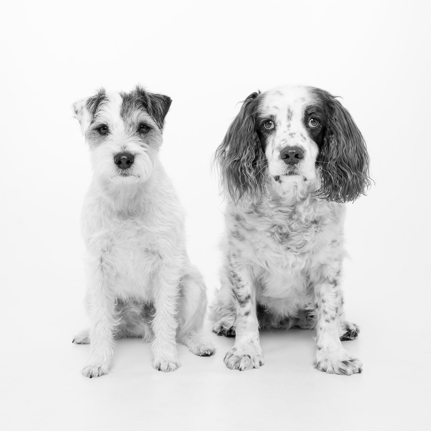 The Office Dogs Part 3: Owner Alison's Lulu & Mac - Ruff and Tumble